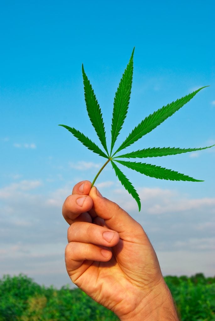Green leaf of marijuana in a hand against the sky